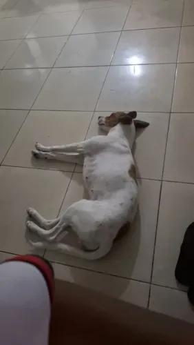 Doação de cachorras