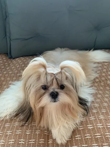 Fêmea de Shitzu