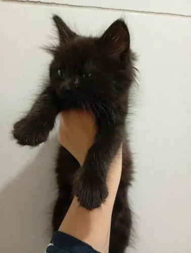 Gatinho para doação.