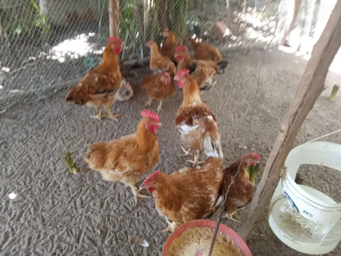 galinha caipira a venda 