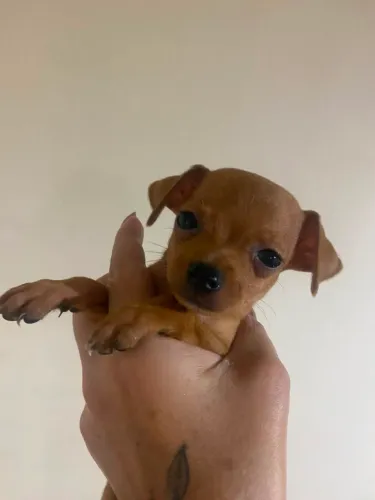 Pinscher fêmea 00
