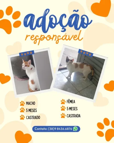 Adoção Responsável 