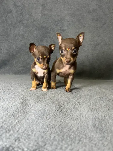 Bibelô Pinscher de bolso fêmea 