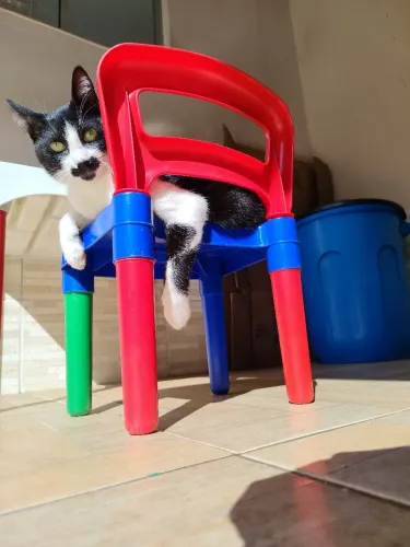 Doação gato macho 1 ano