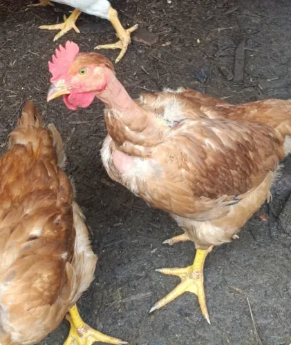 Franguinhos pescoço pelado 50 dias
