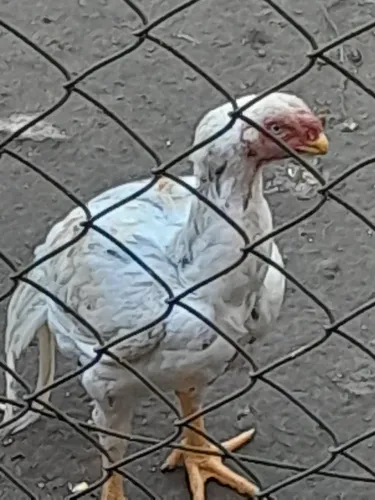 Galinha