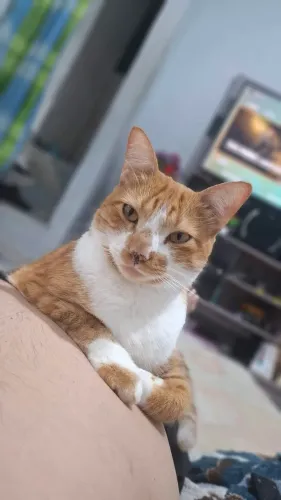 Gato para adoção.