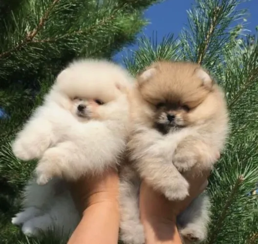 Spitz alemão anão - lulu da pomerania filhotes