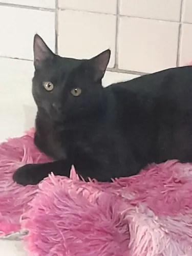 Doaçao de gato preto