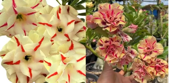 Rosas do deserto de $100 por $85 cada