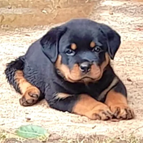 Filhote de rottweiler disponível
