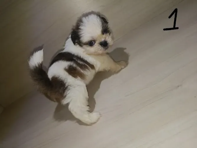 *OPORTUNIDADE* 4 Shih Tzu filhote PRECINHO dia das crianças