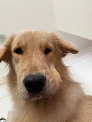 filhote golden retriever