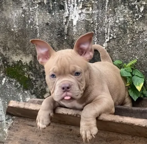 ? FILHOTE AMERICAN BULLY LILAC - 3 MESES ?