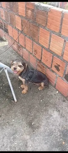 Yorkshire com pinscher macho 8 meses valor 400 reais.