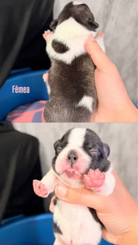 Filhote Bulldog Francês Fêmea