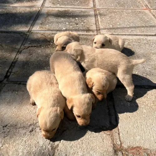 Labrador