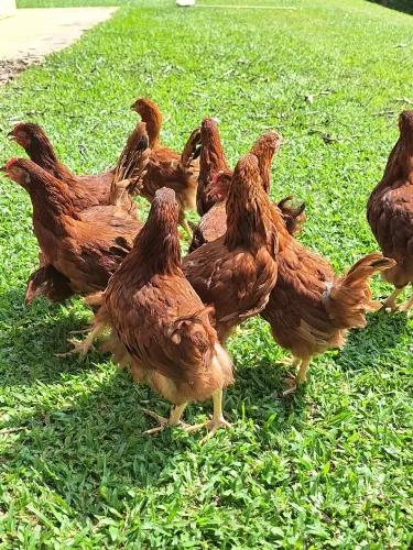 Galinha embrapa 51 poedeira