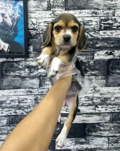 Beagle Filhote com Garantia Contratual e Vacinação