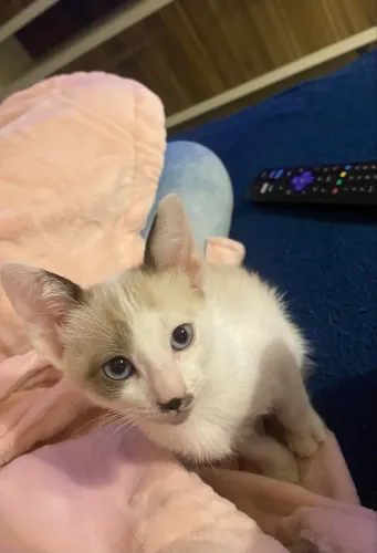 gatinho para adoção 