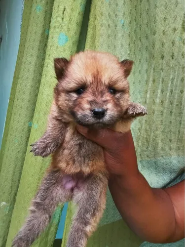 Filhote de chow chow