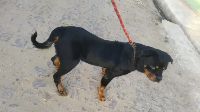 FILHOTES DE ROTTWEILER