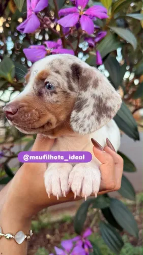 Linda filhote Dachshund merly