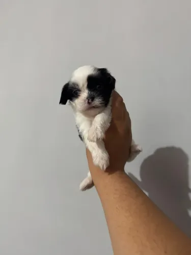 Filhote de lhasa Apso