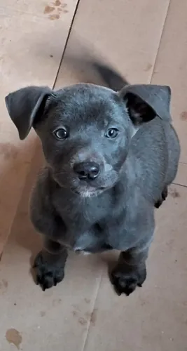 Pitbull Fêmea Blue 3 Meses