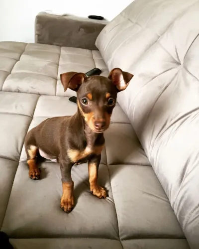 Filhotes De Pinscher - O Amor Mais Puro Do Mundo Chegou!