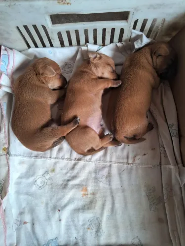 Filhote de cachorro pinsher 01