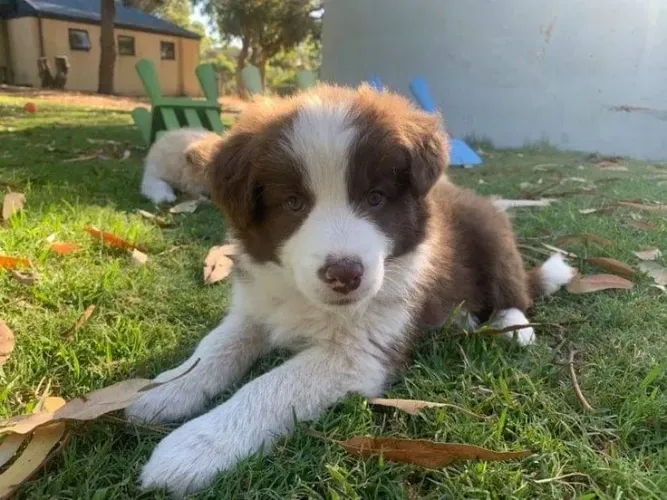 Border Collie - A Surpresa Mais Fofa Que Alguém Pode Receber 