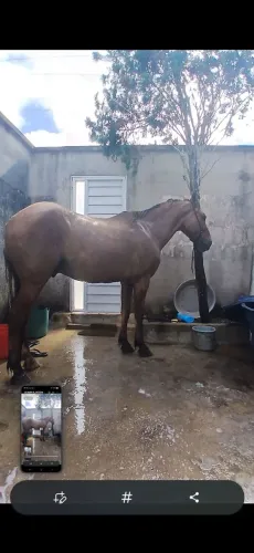 Cavalo 