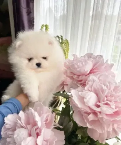 Spitz Alemão,Spitz Alemão Filhote Vacinado e Vermifugado