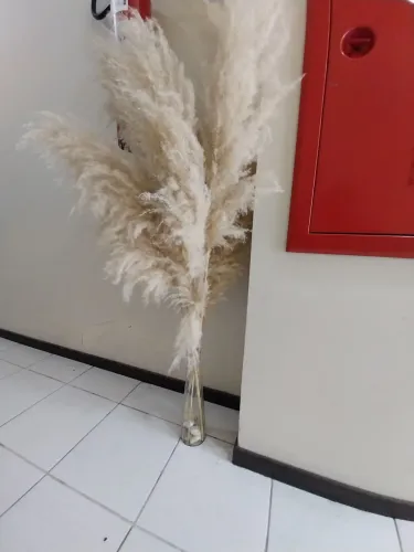 Vaso com capim dos pampas