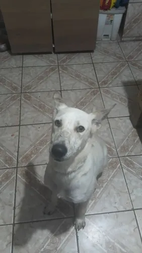 Doa se pastor de 1 ano