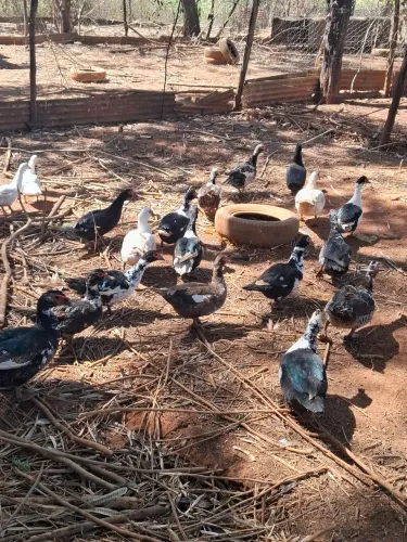 Patos