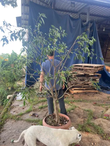 Mudas de Ficus benjamina