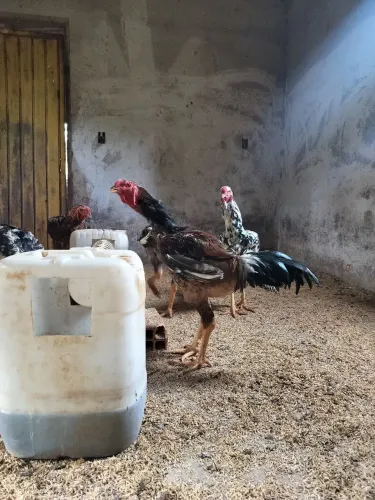Frango Indio gigante