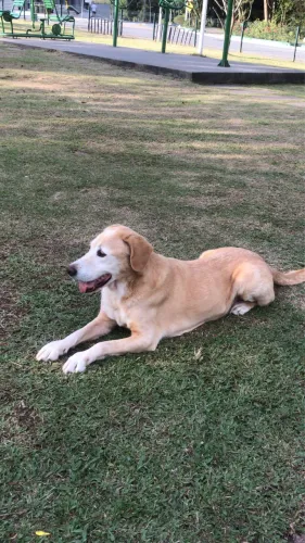 Labrador castrado