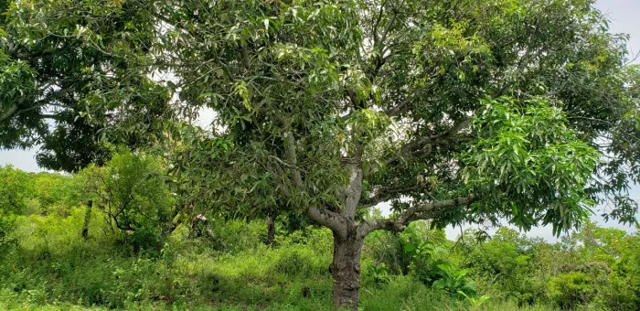 Terreno de 1.000m² em Itaparica - Espaço de Sobra para Lazer e Piscina
