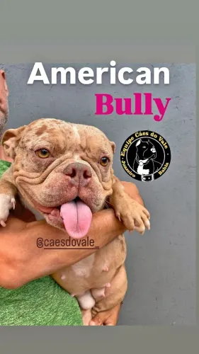 filhote American Bully femea