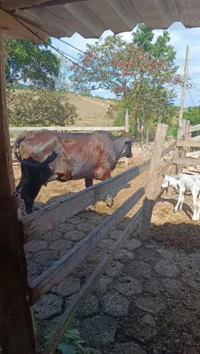 Vendo novilha primeira cria 