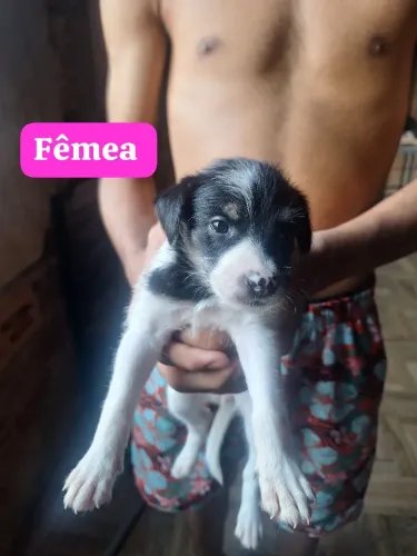 Cachorros pra doação