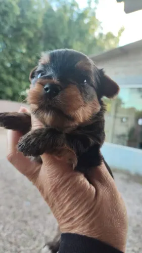 Yorkshires disponível para venda