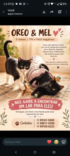 Doação gatinhos com entrevistas