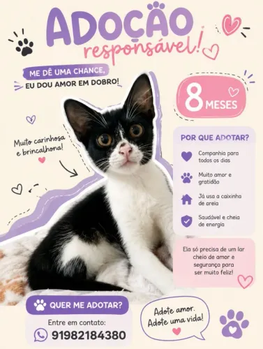 Gatinha Frajola 8 meses