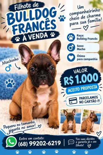 Vendo um filhote de Bulldog francês macho no valor de r$ 1000 aceito proposta