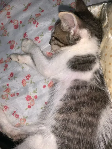 Estou doando esse gatinho