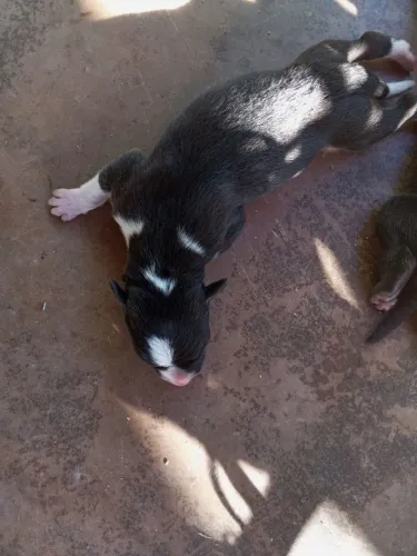 Cachorro